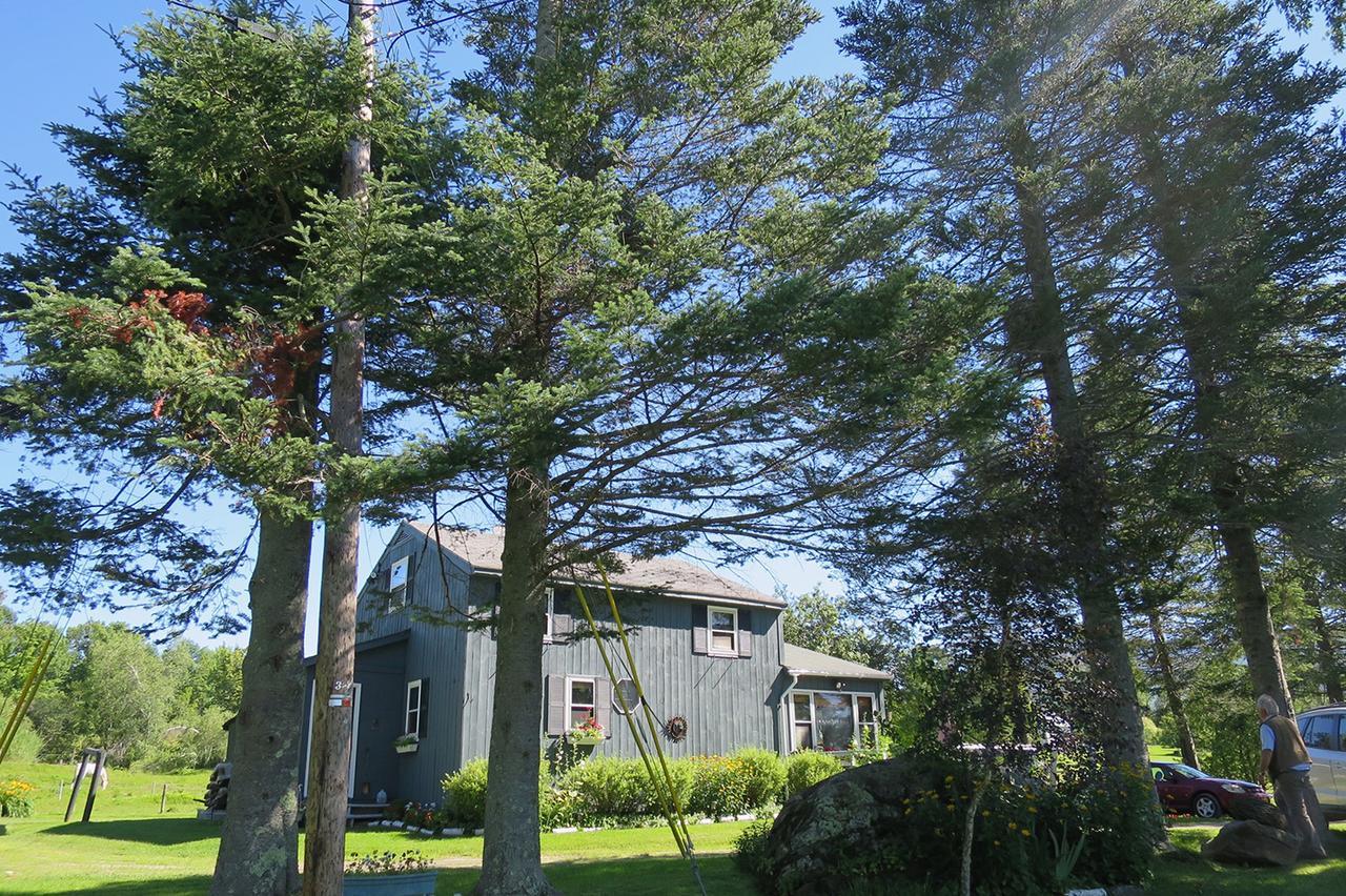 Firefly Bed & Breakfast Lincoln Exterior foto